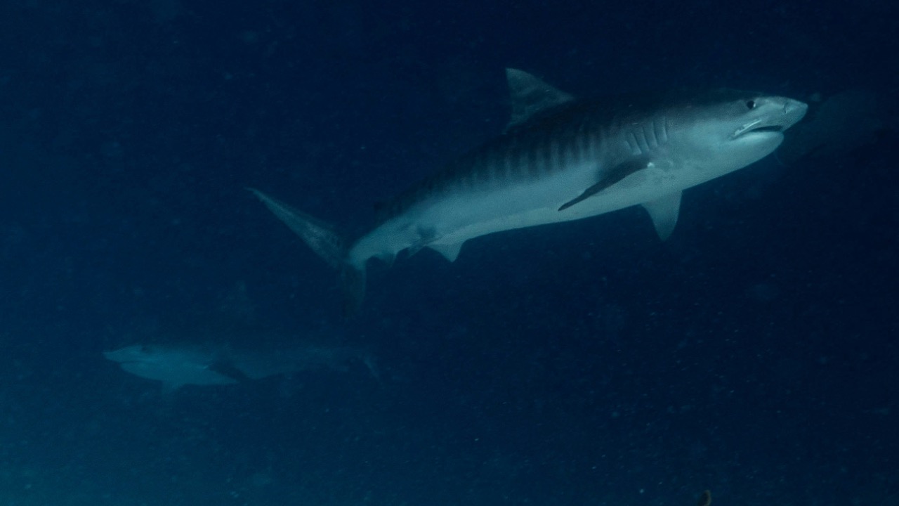 Minding difference and diversity in the past