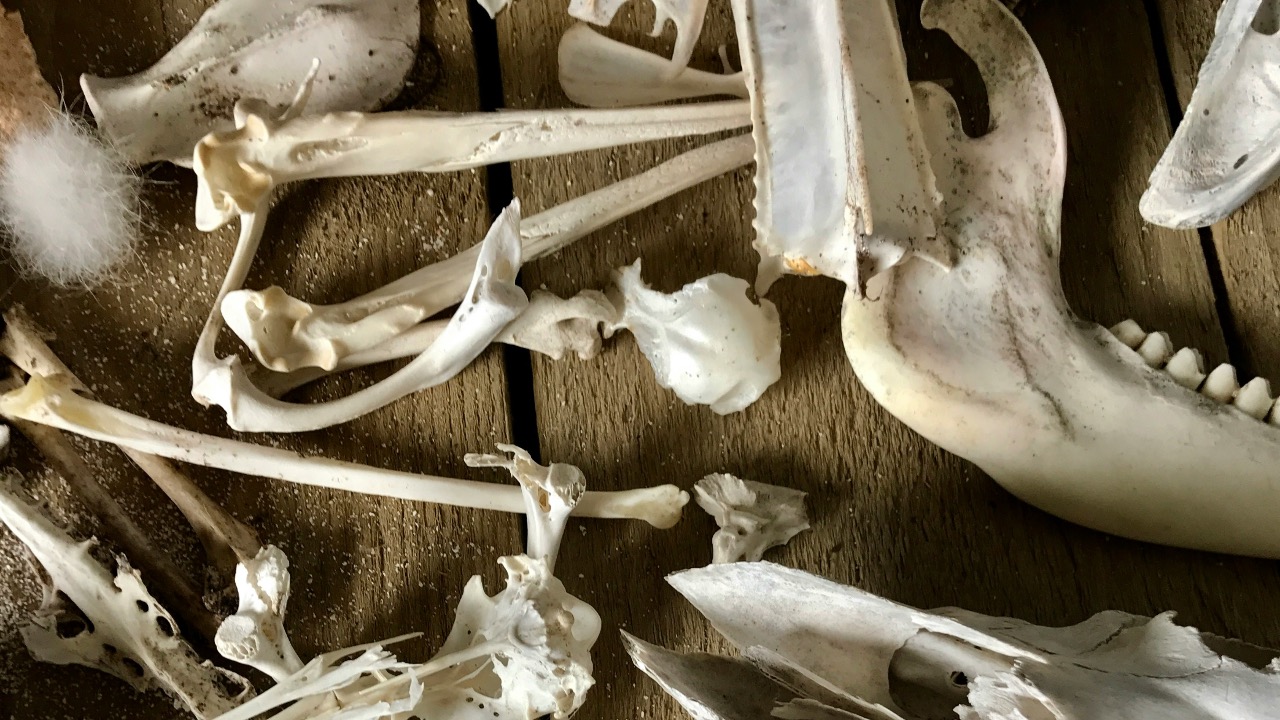 Student Perspectives: Viktoria Fries