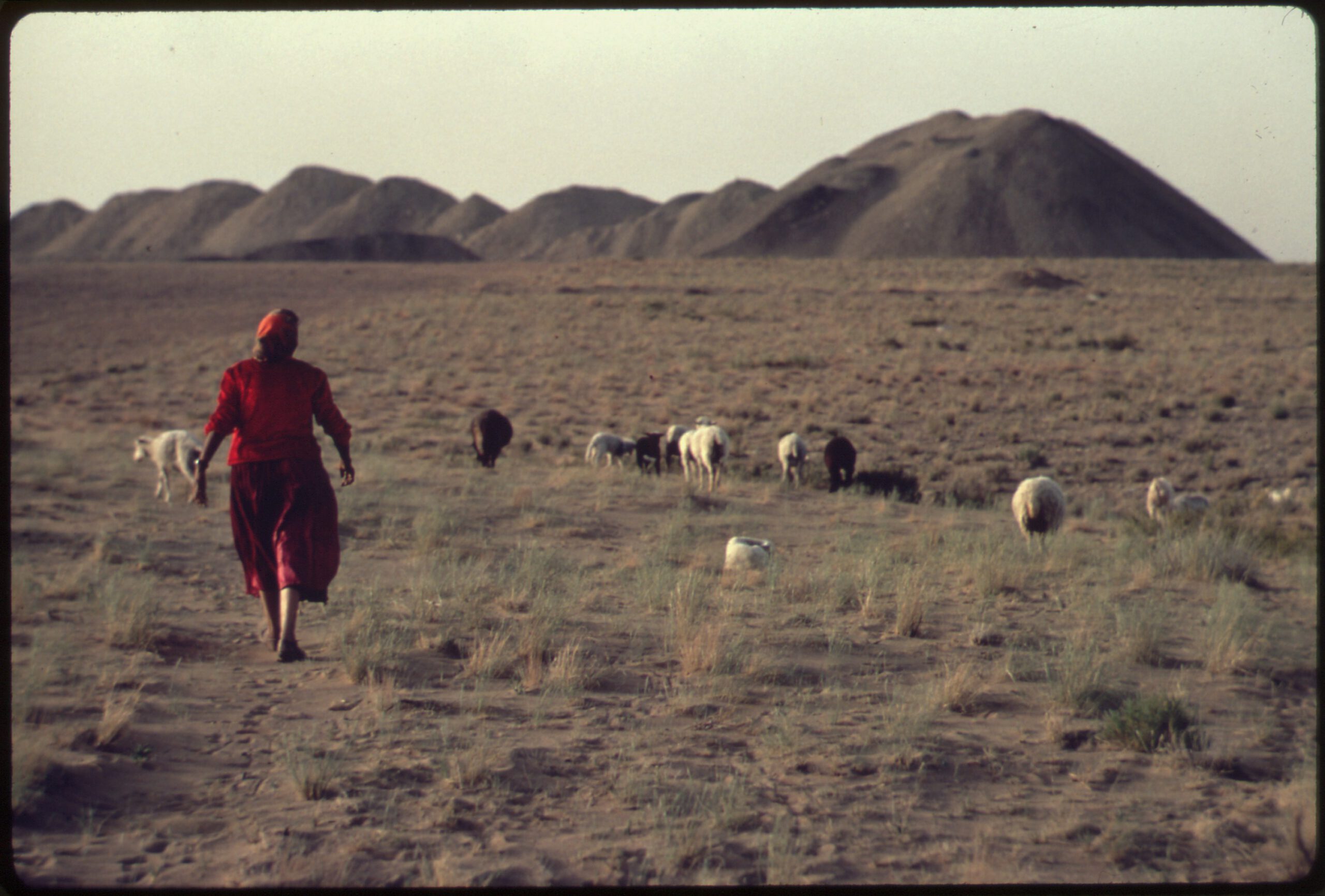 Animals as agents of environmental learning and adaptation